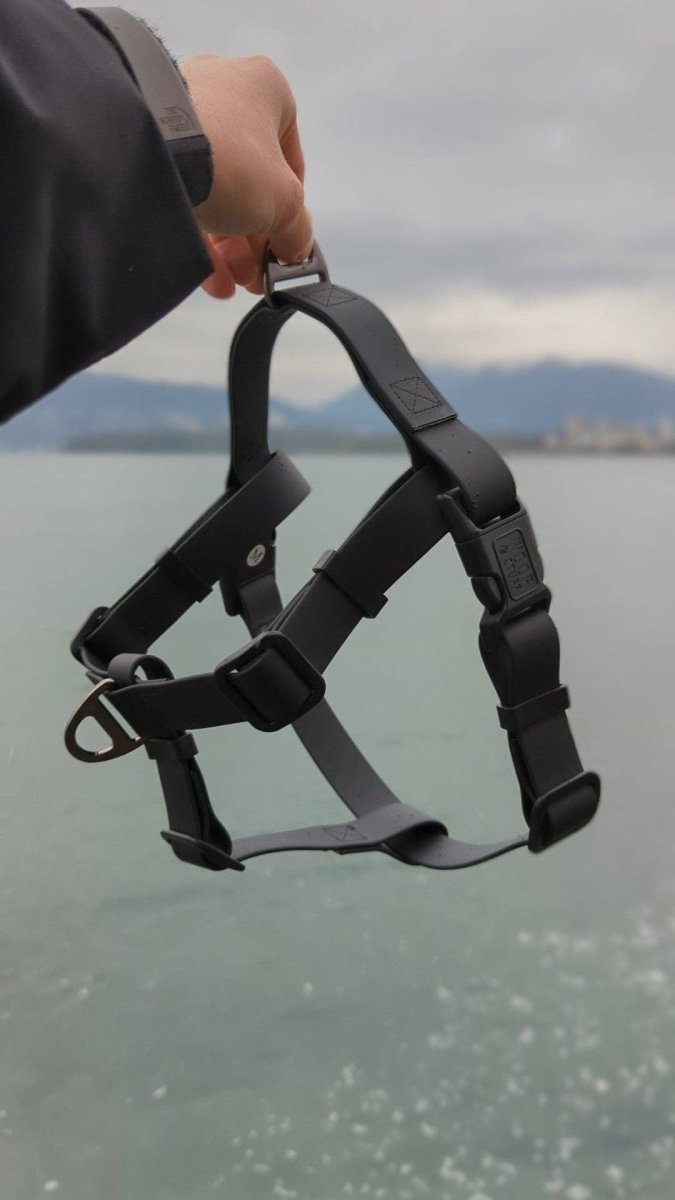 Raven Waterproof Adventure Harness: Large